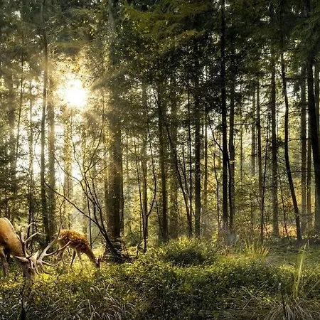 בקתה Welkom In Chalet De Flierefluiter