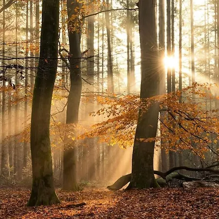 Welkom In Chalet De Flierefluiter בקתה *